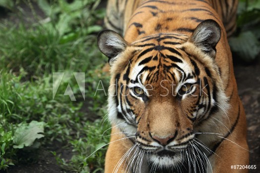 Picture of Malayan tiger Panthera tigris jacksoni